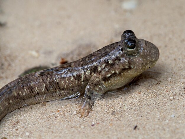 Photo closeup of mudskipper periophthalmus kalolo walking fish on beach curieuse island seychelles