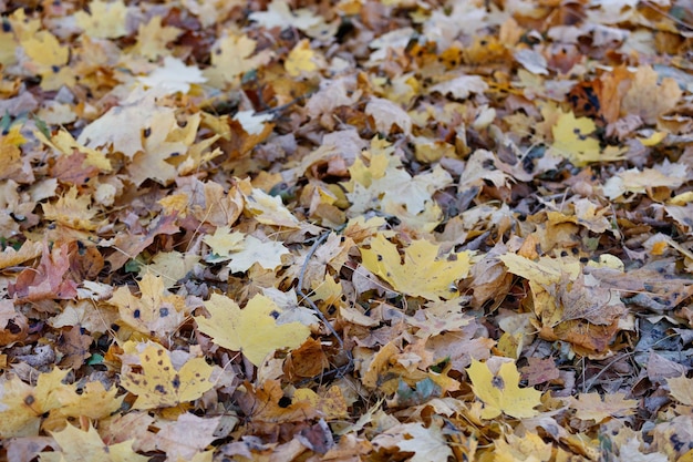 Primo piano di foglie d'acero essiccate arancio rosso giallo multicolore sul terreno autunno nel parco