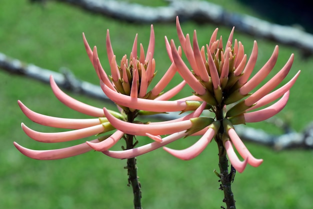 Closeup of the mulungu flower