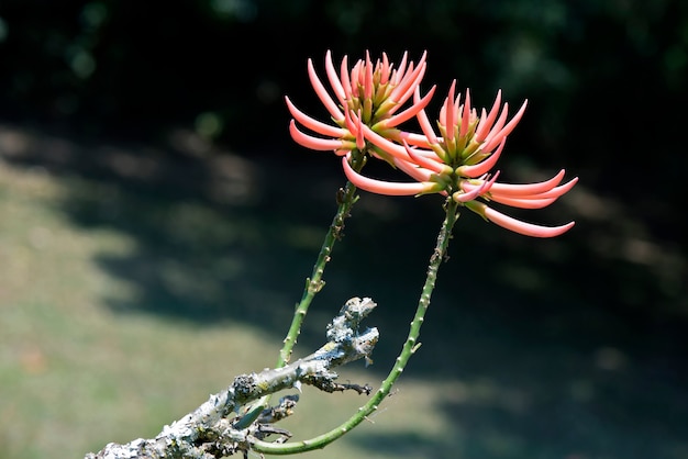 Closeup of the mulungu flower