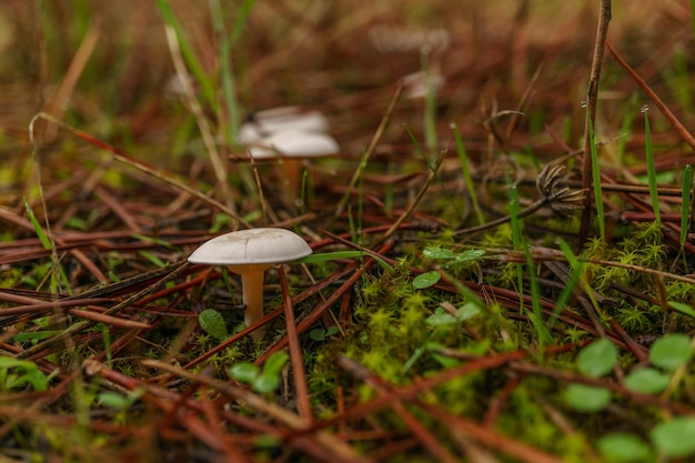 Photo closeup of mushroom clitocybe fragrans on a green mossy ground