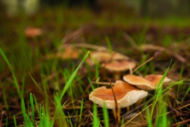 Photo closeup of mushroom clitocybe fragrans on a green mossy ground