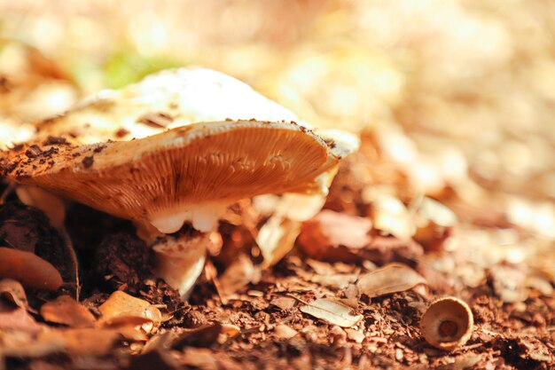 Photo a closeup of mushroom in the fall