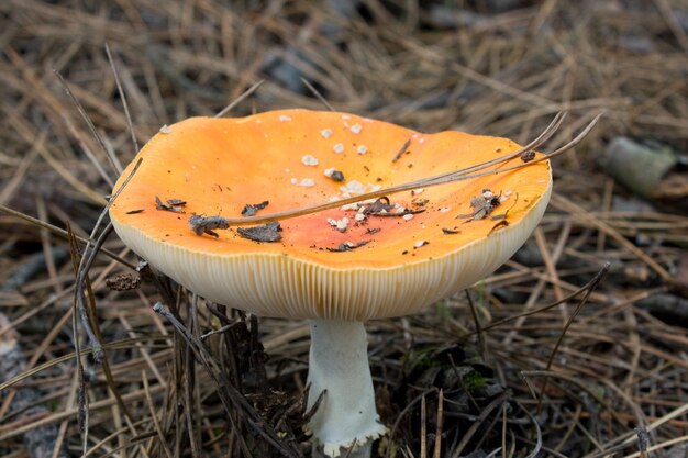 Closeup mushroom growing in the forest 2