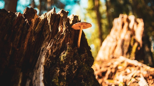 A closeup mushroom grows on a tree stump in the forest  Park low focus depth Ecology environment