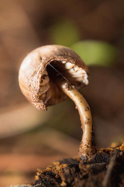 Photo closeup of a mushroom with a spider web