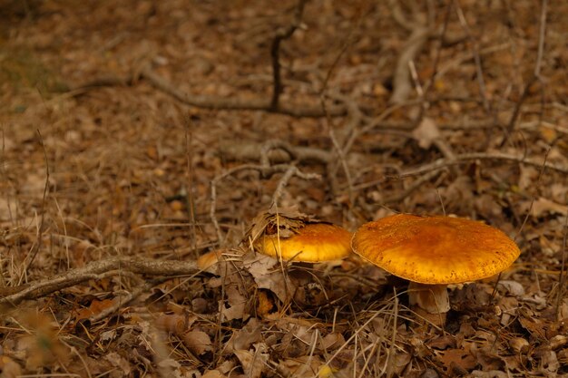 Closeup of mushrooms in the autumn forest