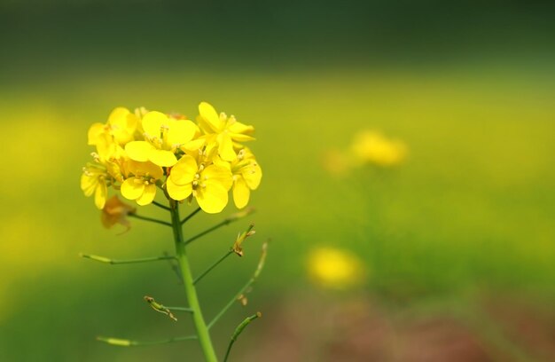 Closeup of mustard flowers outdoor