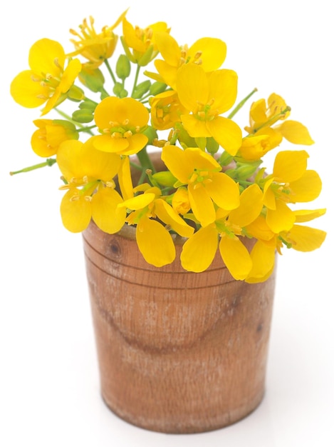 Closeup of mustard flowers