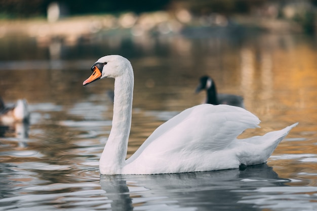 Closeup of a mute swan on a pond under the sunlight