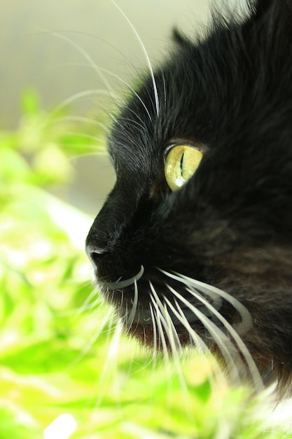 Closeup of muzzle of black gaze cat