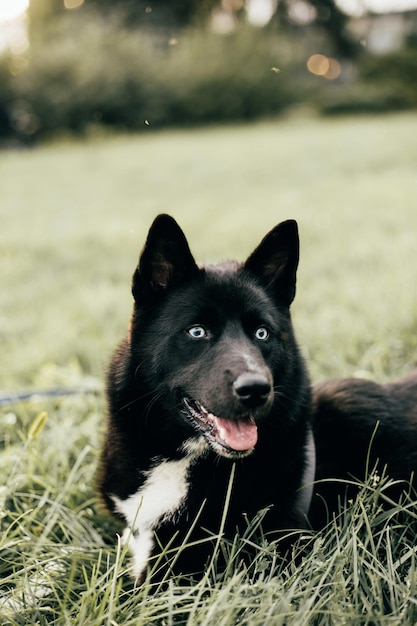 Closeup on the muzzle of a black husky dog with blue eyes