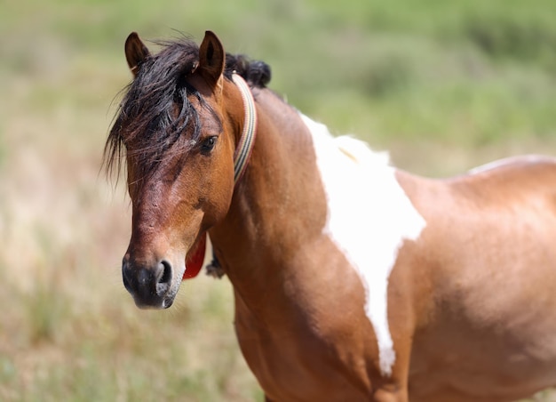 Closeup of muzzle of brown white horse with long mane