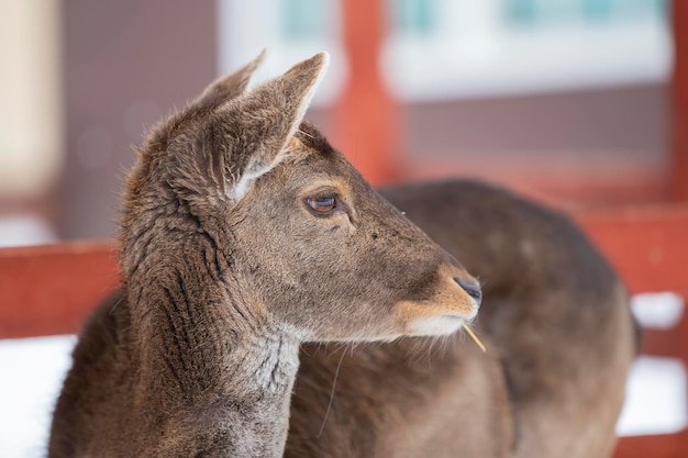 Closeup muzzle of a European deer cub without antlers