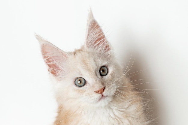 Closeup of the muzzle of a Maine Coon kitten