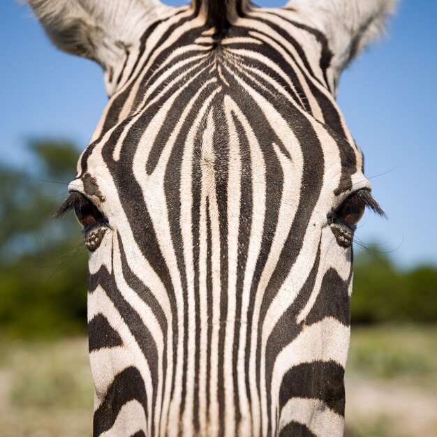 Primo piano di un muso di una zebra normale in una savana soleggiata al mattino