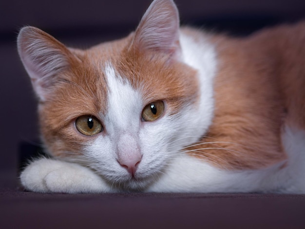 Closeup of the muzzle of a red cat lying on the front paw