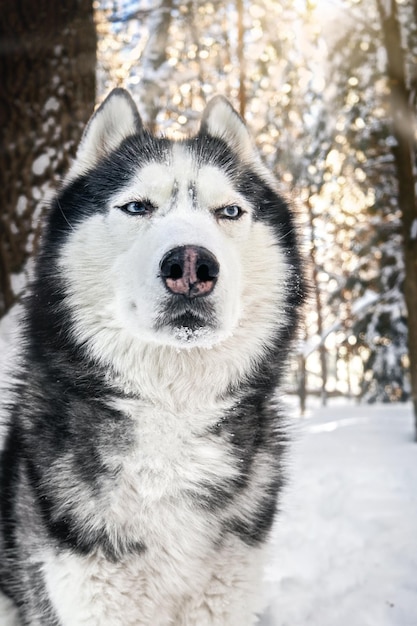 シベリア・ハスキー犬の鼻のクローズアップ 鼻の不審な表情