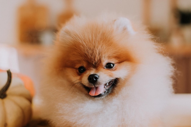 Closeup of the muzzle of a small red fluffy pomeranian lying on a wooden table. pet products. dog looks at the camera. warm autumn concept. space for text. High quality photo