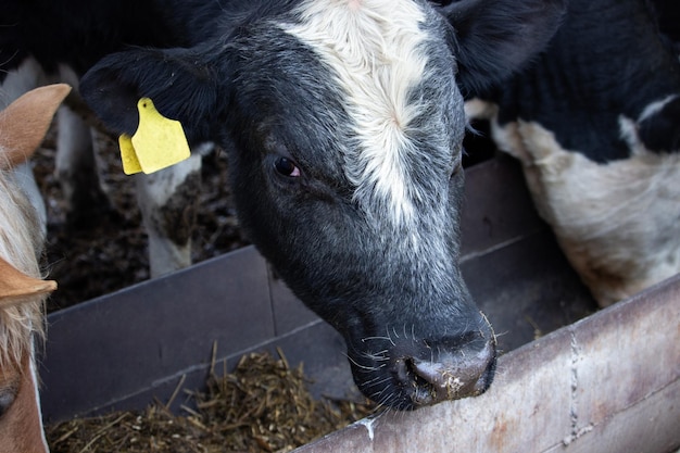 Closeup of the muzzle of a young bull on a farm