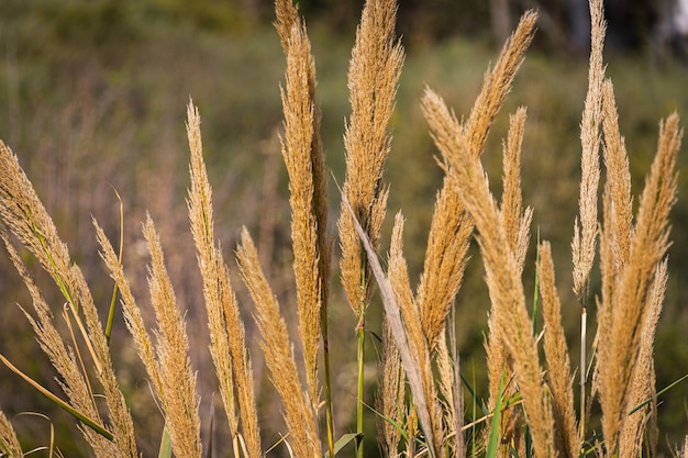 Closeup of narrow yellow ears.