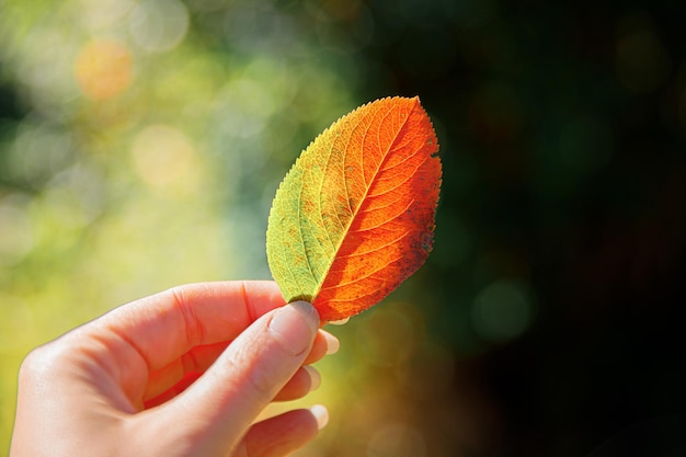 Closeup natural autumn fall view woman hands holding red orange leaf on dark park background Inspirational nature october or september wallpaper Change of seasons concept