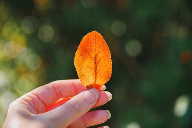 근접 촬영 자연 가을 보기 여자 손 어두운 공원 배경 영감에 붉은 오렌지 잎을 들고...