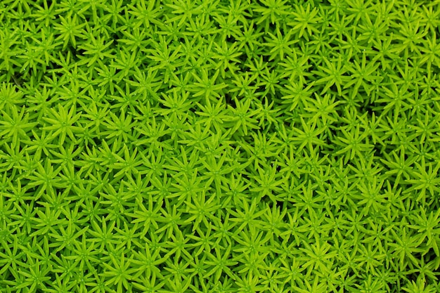 Closeup natural little green lush plants on blurred background with copy space in garden under sunli