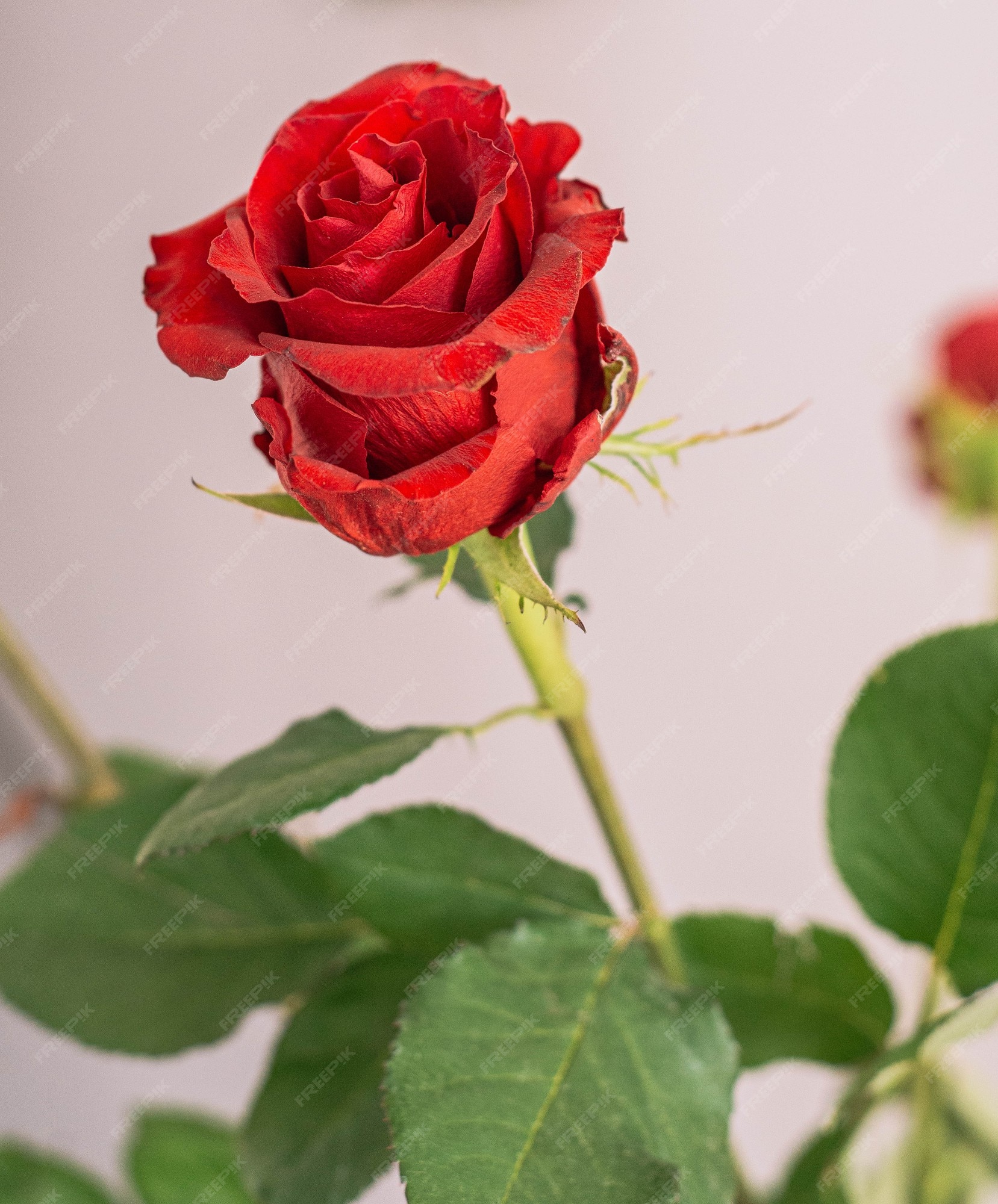 Premium Photo | Closeup of natural red roses with thorns ideal for romantic  dates and valentines