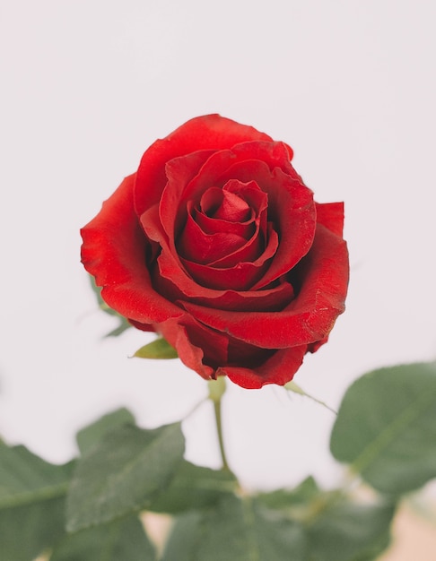 Closeup of natural red roses with thorns ideal for romantic dates and valentines