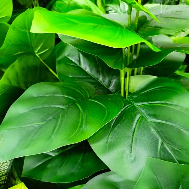 Природный вид тропических зеленых листьев на заднем плане