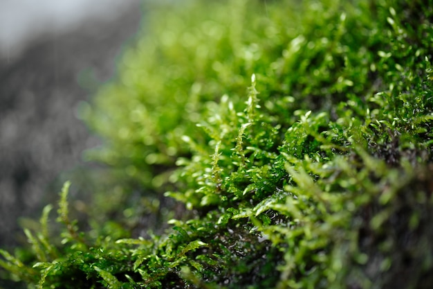 Крупный план на естественном влажном зеленом свежем мхе с росой
