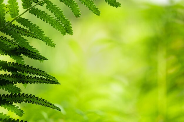 Il primo piano della foglia e della luce solare di verde della natura con pianta ha offuscato il fondo