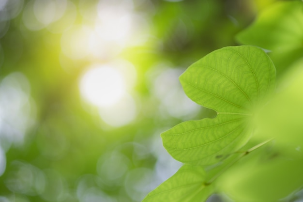 Primo piano della natura foglia verde e luce solare