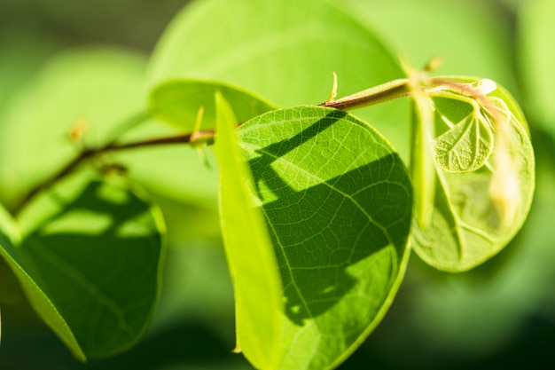 Closeup nature green leaves on the blurred green backgrounds