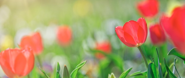 庭に咲く素晴らしい赤ピンクのチューリップのクローズ アップ自然ビュー。日光の下で春の花