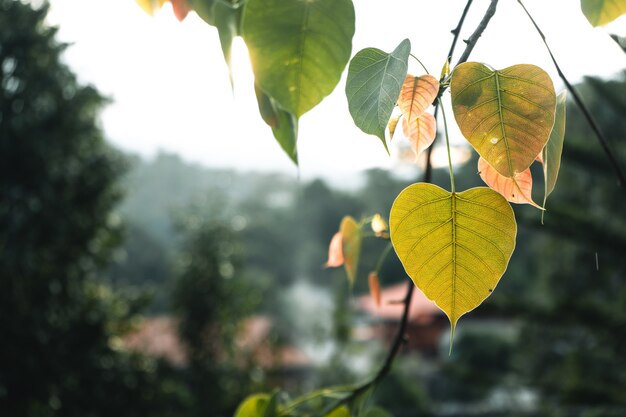 녹색 잎 배경, 어두운 바탕 화면의 근접 촬영 자연 보기