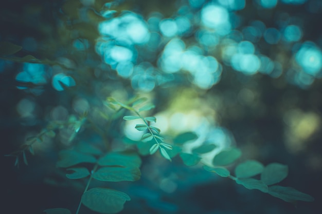 Closeup nature view of green leaf on blurred greenery background in garden with copy space