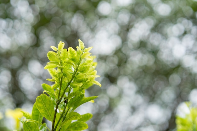 Closeup nature view of green leaf on blurred greenery background in garden 