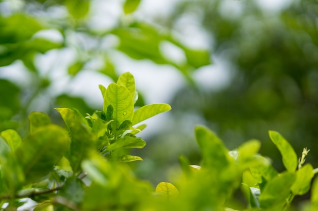 Closeup nature view of green leaf on blurred greenery background in garden 