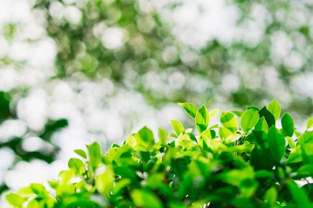 Foto vista della natura del primo piano della foglia verde sul fondo vago della vegetazione con lo spazio della copia usando come fondo e concetto fresco della carta da parati di ecologia