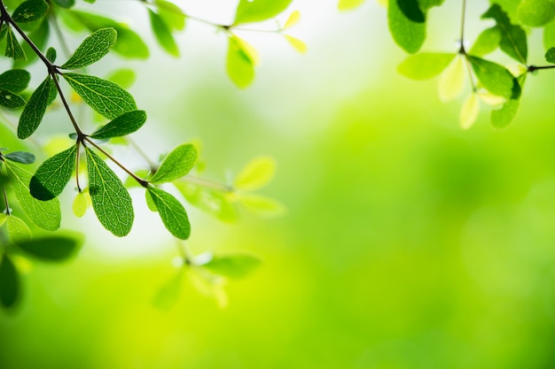 Closeup nature view of green leaf on blurred greenery background with copy space 