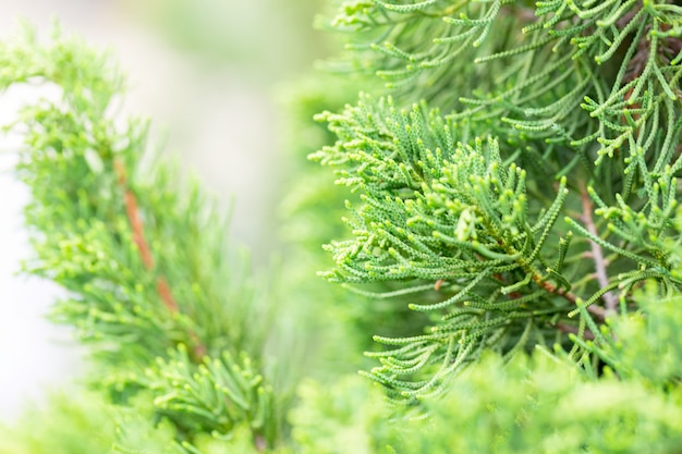 Closeup nature view of green leaf on blurred nature