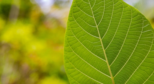 Крупным планом вид на природу зеленый лист и экзотический природный сад Плоская планировка темная природа концепция тропический лист