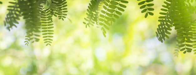 Closeup nature view of green leaf frame 