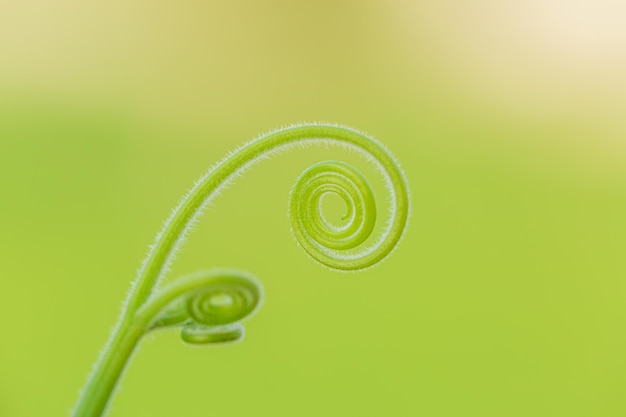 Closeup nature view of green leaf in garden at summer under sunlight Natural green plants landscape