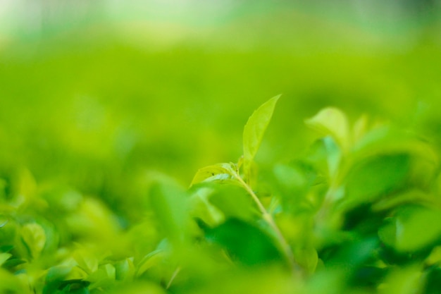 Closeup nature view of green leaf in garden at summer under sunlight.