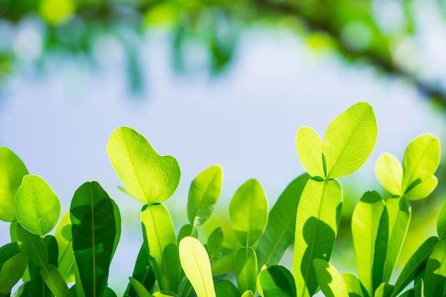 Foto vista della natura del primo piano della foglia verde sul fondo del cielo usando come concetto del fondo