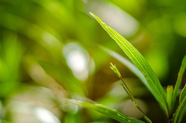 Closeup nature view of green leaf