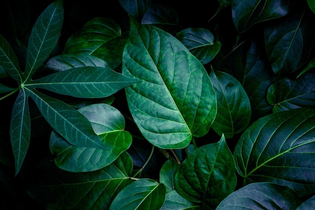 closeup nature view of green leaves background